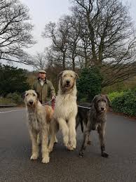 On wuuff all the puppies for sale are raised by experienced breeders who are focused on the three pillars of quality, health and love for their dogs. Austonley Irish Wolfhounds Irish Wolfhound Breeder Pet Food Private Dog Walking