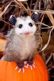 Possum In A Pumpkin What A Great Little Smile Cute Animals Animals Awesome Possum