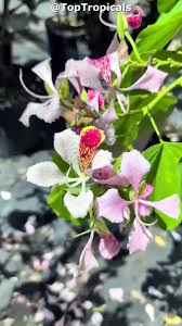 Image result for Bauhinia monandra