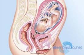 Semana 30 De Embarazo Cambios Y Desarrollo Del Bebe