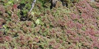 Image result for Azolla nilotica