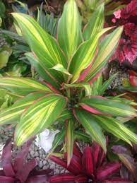 Pin On Awesome Tropicals