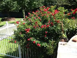 Specialist growers of old, shrub, species, climbing and modern bare root standard tree roses are best planted between january and may, depending on your zone. Pin On My Garden