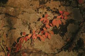 Image result for Autumn Rose 1958 Kelvinator