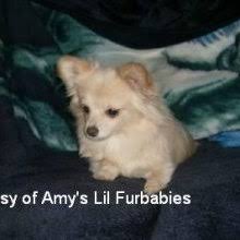 Maybe you would like to learn more about one of these? Puppyfind Pomchi Puppies For Sale