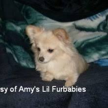 However once they get attached to their people they are known for being amazing companion animals. Puppyfind Pomchi Puppies For Sale