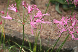 Image result for Nerine