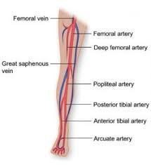 Blood vessels consist of arteries, arterioles, capillaries, venules, and veins. Vasculature Of The Leg Texas Heart Institute