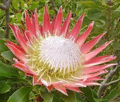 Flower Meaning Strength Courage And Love Protea Flower Flower Meanings Flowers