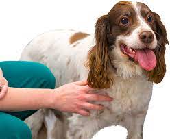 Easy to use, no installation required, work on any device. Pet Care Plan Parkside Vets