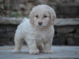 Pawrade connects pawsome people like you with happy, healthy puppies from our respected, prominent breeder relationships we've established over the last 15 years. Cockapoo Puppies For Sale