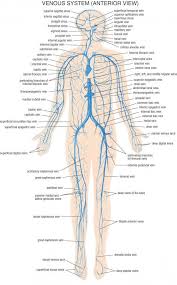 Hma practical 3 virtual slides. Venous System Anterior View Anatomy Psoasrelease Nervous System Anatomy Medical Anatomy Human Body Anatomy