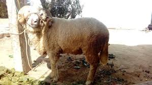 The rambouillet is a breed of sheep also known as the rambouillet merino or the french merino. Rambouillet Sheep Male Exotic Breed Rambouillet Merino French Merino à¤° à¤® à¤¬ à¤‰à¤² à¤Ÿ à¤¶ à¤ª à¤°à¤…à¤® à¤¬ à¤² à¤Ÿ à¤¶ à¤ª Shrinath Sheep Farm Kolar Id 21187986091