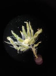 Image result for Eschenbachia