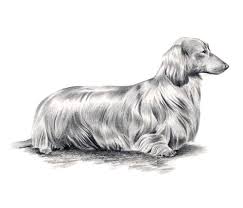 Black And White Dachshund Print Long Haired Dachshund Dog Pencil Drawing Art Print By Artist Etsy Long Haired Dachshund Dachshund Drawing Dog Pencil Drawing