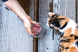 Should You Feed Stray Cats Best Cat Food Cat Feeding Cats