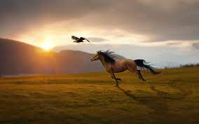 Free Spirit Spirit The Horse Beautiful Horses Horses
