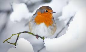 So Kommen Die Tiere Im Garten Durch Den Winter Tiere Vogel Im Winter Und Vogel Im Garten