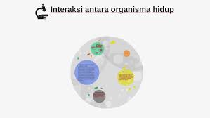 Laman utamasains ting 2saling bersandaran antara organisma hidup : Interaksi Antara Organisma Hidup By Drevind Innocent
