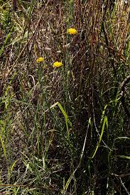 Image result for Gnidia chrysantha