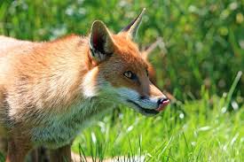 Why prevent foxes in the garden. How To Get Rid Of Foxes In The Garden The Primrose Blog