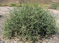 Image result for Zygophyllum cuneifolium