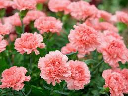 We did not find results for: 11 Stunning Flowers That Start With C With Pictures Trees Com