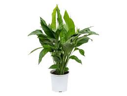 Image result for Kořenokvětka Aspidistra