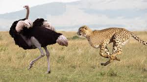 Ostriches are large, flightless birds that live in the dry, hot savannas and woodlands of africa. Leopard Cheetah And Ostrich Which One Is Faster Youtube