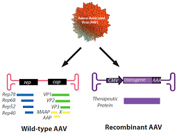 Image result for Gold 1999 AAV