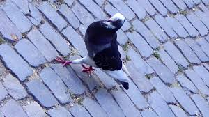 Cele mai frumoase parcuri din bucuresti. Top 10 Parcuri Din Bucuresti Oare Ce A Fost Aici Turism Istoric