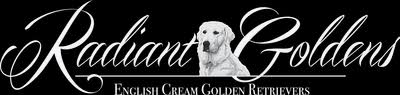 Maybe you would like to learn more about one of these? Radiant Goldens Breeder Of English Cream Golden Retriever Puppies Tn Home