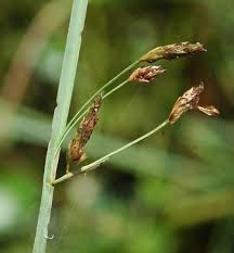 Image result for Schoenoplectus erectus