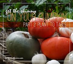 These are ornamental eggplants that look a lot like miniature pumpkins. Diy How To Process And Eat Your Incredible Edible Pumpkin