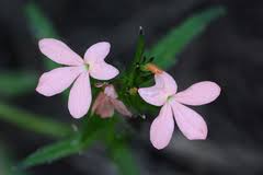 Image result for Sopubia ramosa