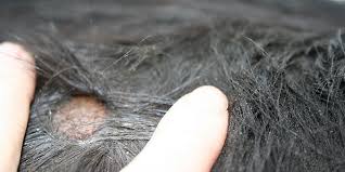 Itching For Spring Learn To Identify And Treat Horse Skin Conditions