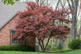 The seeds of gorse are contained within pods which slowly dry out in warm, sunny weather. Branch Out And Do Your Research Before Buying A Dream Tree The Kansas City Star
