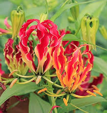 Image result for Gloriosa superba