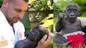 Baby Gorilla Born By Rare C-Section at San Diego Zoo Safari Park