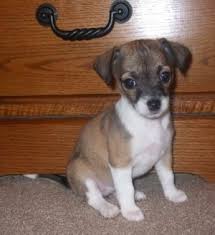 The jack chi is a mixed breed dog — a cross between the jack russell terrier and chihuahua dog breeds. Chihuahua Jack Russel Terrier Chihuahua Mix Puppies Jack Russell Terrier Puppies Jack Russell
