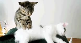 Image result for massage