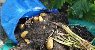 Schnapp dir einen zollstock und miss aus, wo deine pflanzreihen verlaufen werden. Kartoffeln Anbau Im Pflanzsack Mein Schoner Garten