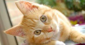 Bagaimana cara kucing berkembang biak kelas 3 sd. Penjelasan Lengkap Materi Ciri Ciri Makhluk Hidup Kelas 3 Sd Nusa Caraka