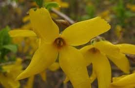 The Beatrix Forsythia In 2020 Forsythia Bush Fast Growing Flowers Forsythia
