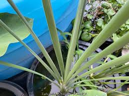 Image result for Typha latifolia