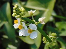 Image result for Limnophyton obtusifolium