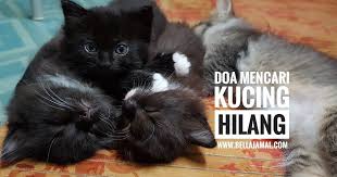 Pencarian demi pencarian akhirnya motosikalnya yang dicuri itu dapat diketemukan tidak jauh dari kolej yang beliau belajar. Doa Mencari Kucing Hilang Ini Adalah Bellarina Natasya