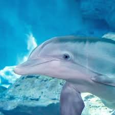 When did dolphins first appear on earth? Winter The Dolphin Hasiera Facebook