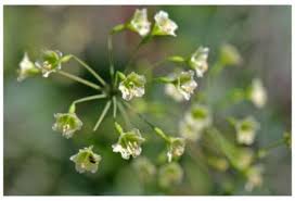 Image result for Commicarpus helenae