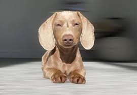 The a gene has 3 alleles that affect the dachshund and are distinguished as follows from dominant to recessive: Dachshund Colors Get To Know The Rare And Most Loved K9 Web